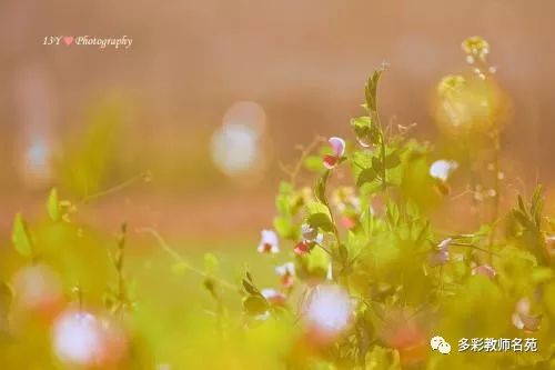 春暖花开最新登录地址揭秘，探索与体验之旅