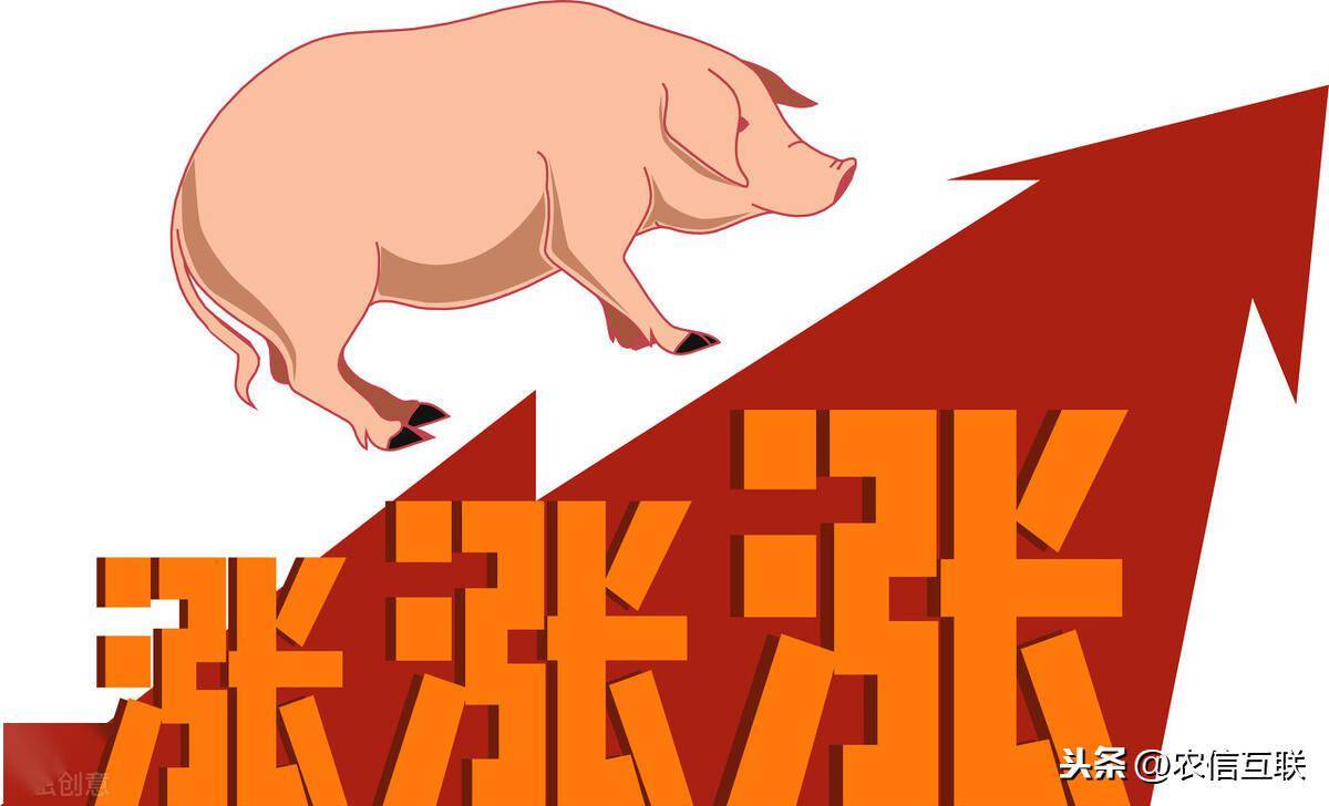 最新猪价上涨消息，市场走势分析与行业应对策略揭秘